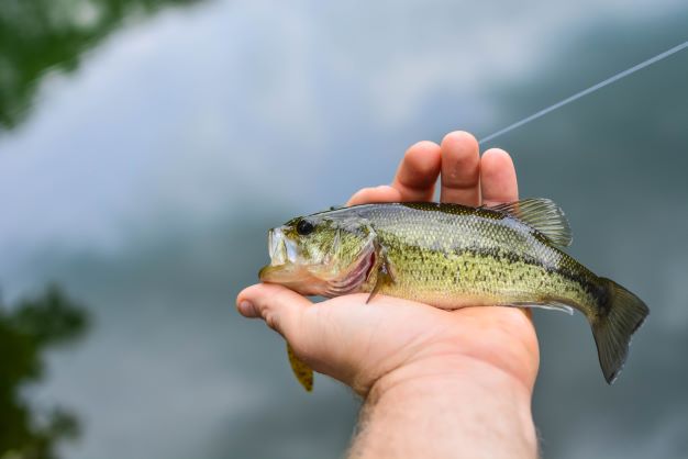 Smallmouth VS Largemouth Bass: Not Just The Mouth Size