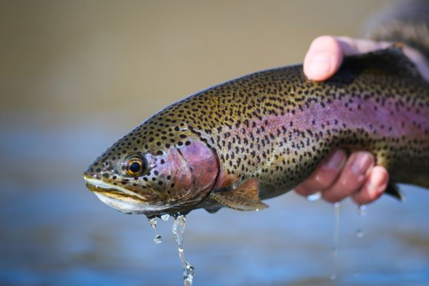 All About The Fastest Freshwater Fish